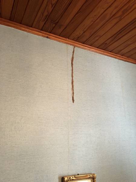 Cordon de termites sur un plafond en lambris