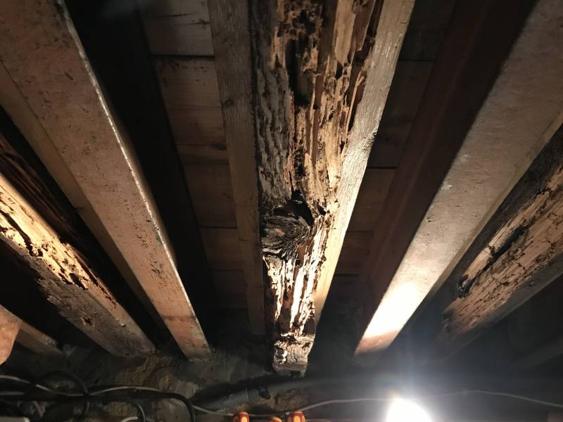 Traitement contre les termites à Arsac