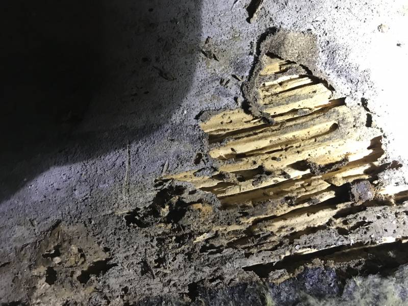 Bois attaqués par les termites Grayan