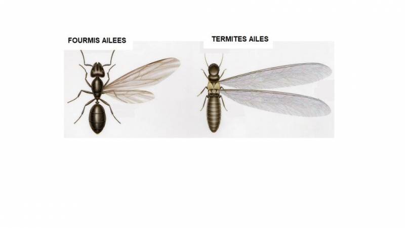 Différence entre les termites ailés et les fourmis volantes à NAUJAC SUR MER