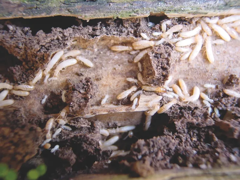 Termites vivants en activité dans un bois sur la commune de SAINT ESTEPHE