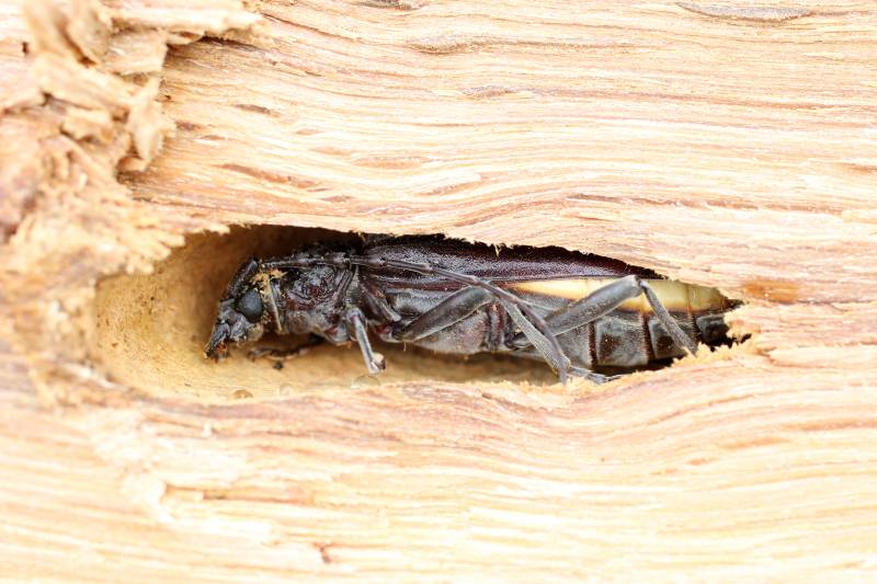 Insecte capricorne dévoreur de bois de charpente dans le médoc à CARCANS