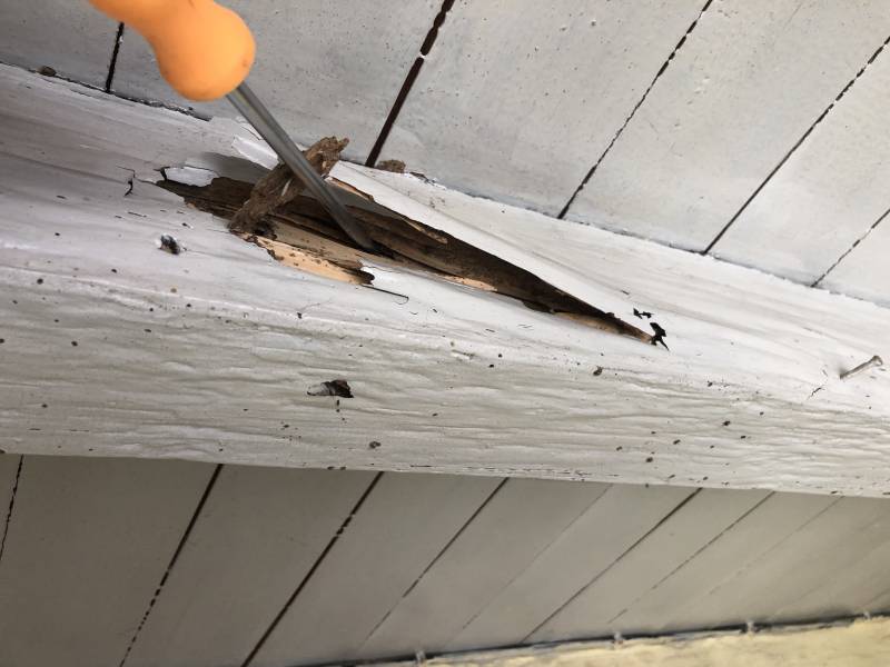 Bois de charpente attaquée par les termites sur le secteurs du Blayais à PLASSAC