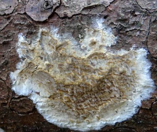 traitement champignon lingivores coniophore