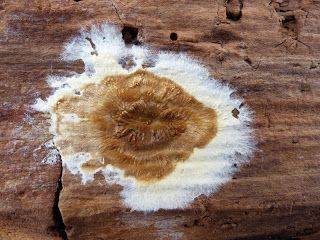 champignon lingivores caniophore