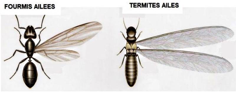 Différence entre des termites ailés et des fourmis volantes