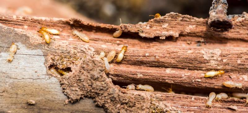 Attaque de termites à AUDENGE sur le Bassin d'Arcachon