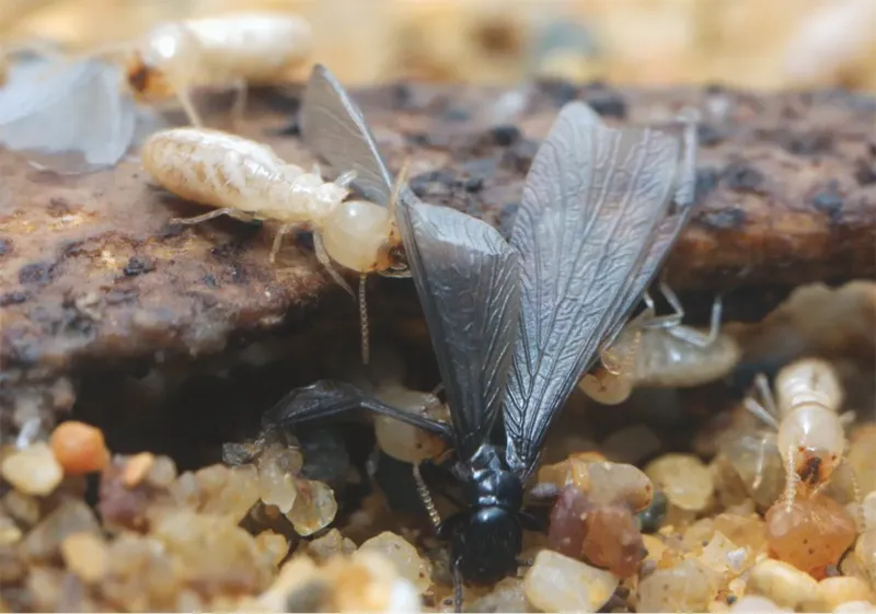 Termites vivants en activités avec des termites ailés au HAILLAN