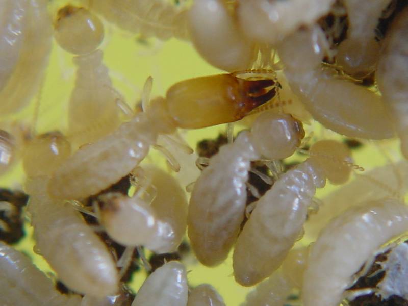 agence de traitement contre les termites à lesparre medoc