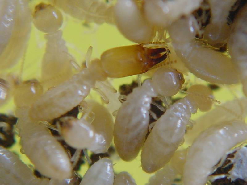 Termites vivants 