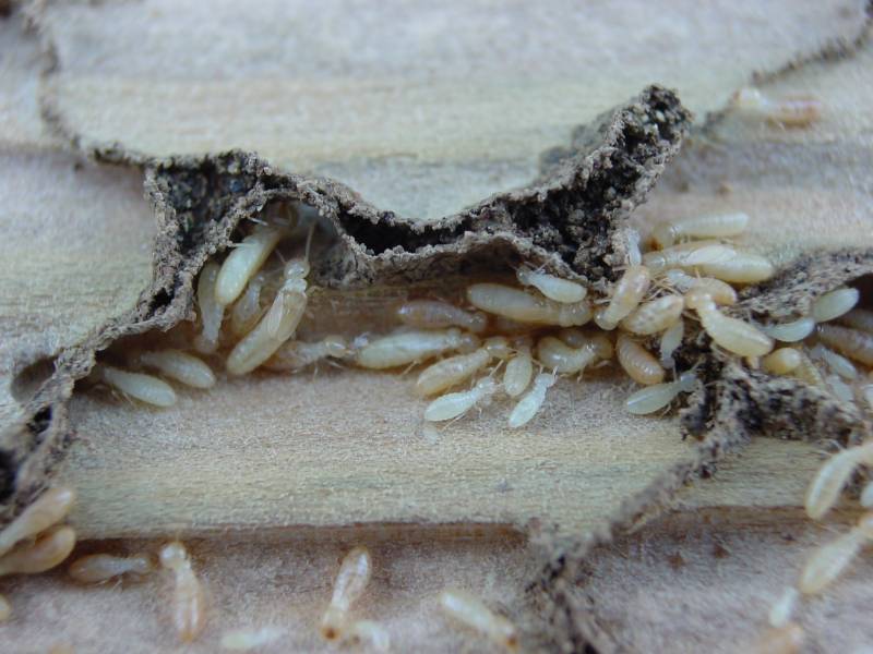 Traitement contre les termites à SOULAC SUR MER