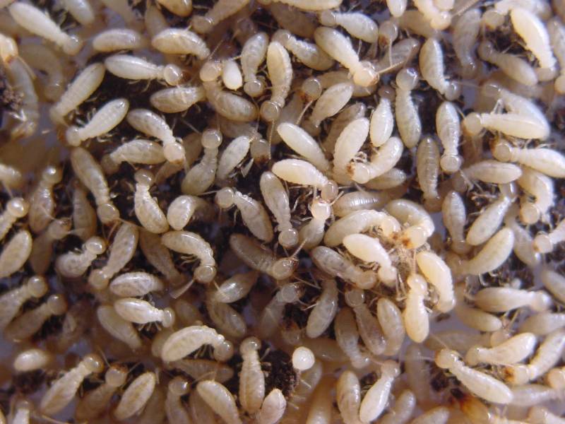 Traitement contre les termites à LESPARRE MEDOC
