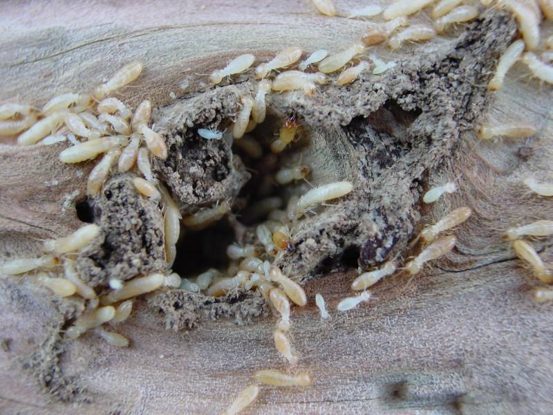Termites vivants en activité dans un bois infesté à CARCANS