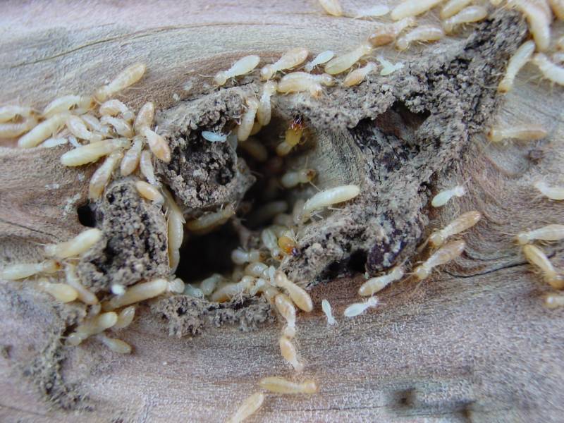 Termites vivants en activité à LANTON sur le Bassin d'Arcachon