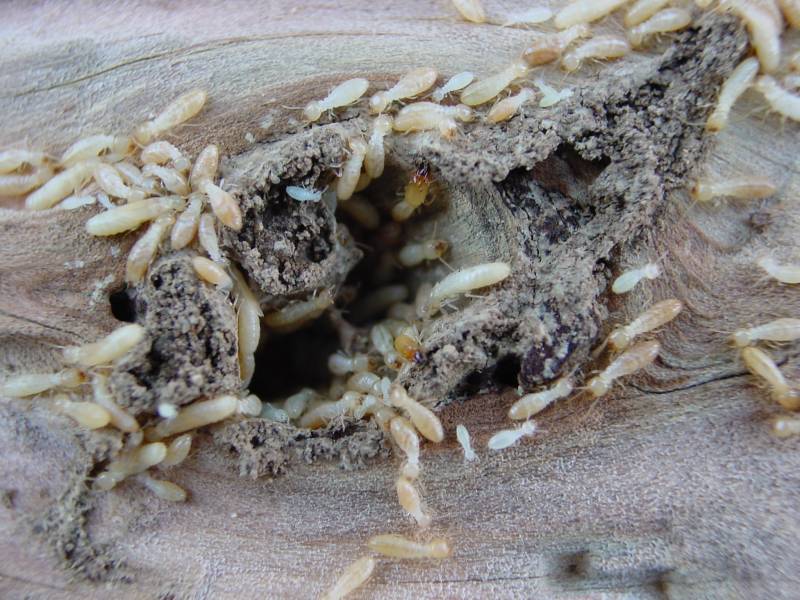 Notre zone d'activité pour ce service Prix traitement de termites volants avec gel application sur charpente