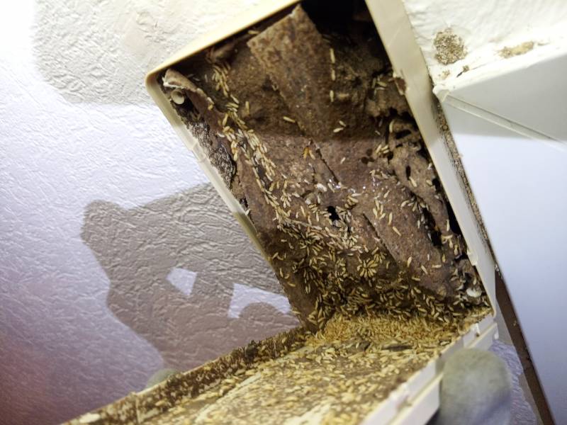 Pièges appâts intérieur attaqué par les termites à ST MEDARD EN JALLES 