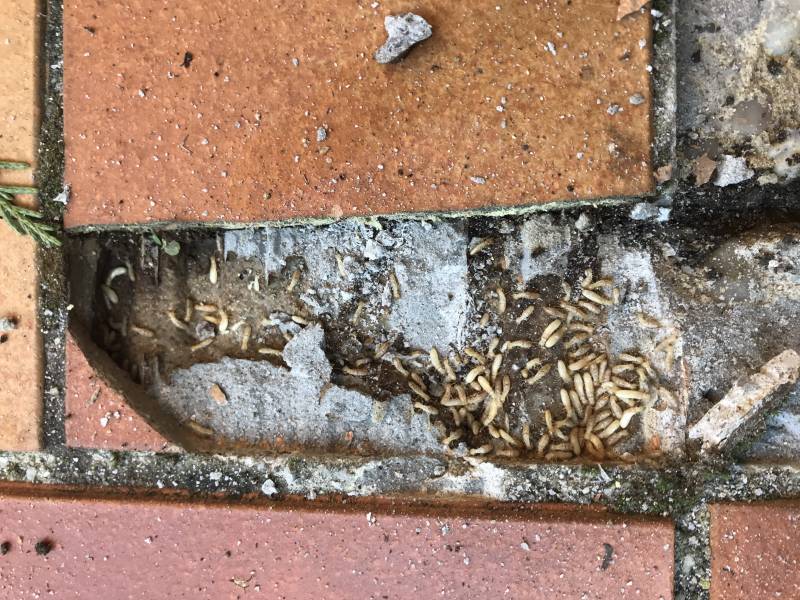 termites vivants terrasse en carrelage dans le medoc