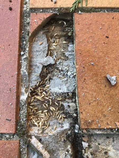 Termites en activité sous une terrasse en carrelage à LANTON