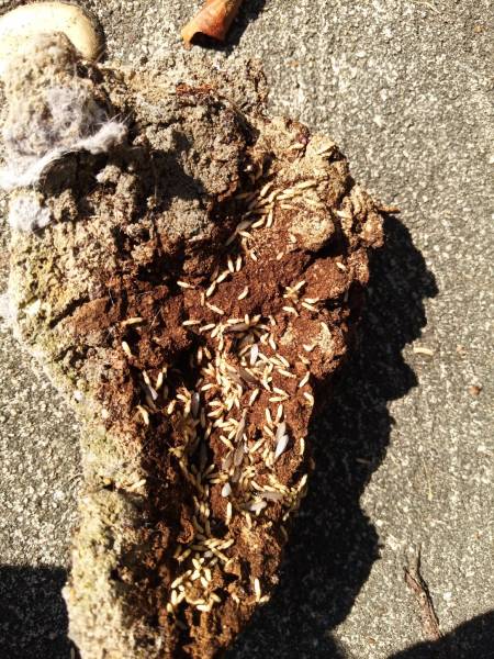 Termites en activité dans un bois sur la commune de LUDON MEDOC