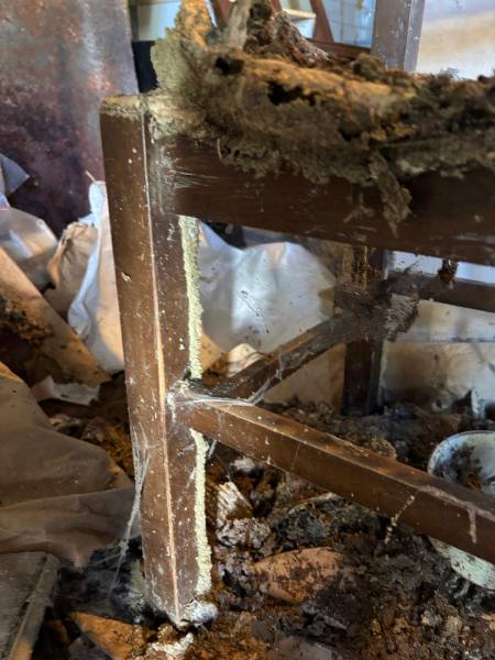 Chaise en bois attaquée par les termites dans une maison située à MARTIGNAS SUR JALLES