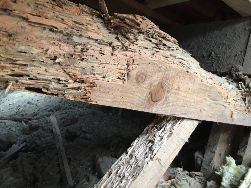 Attaque termite sur le verdon