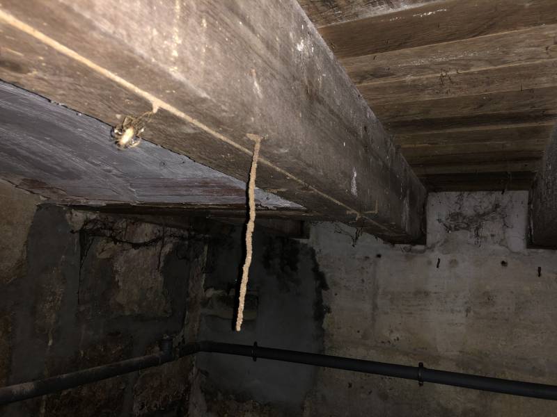 Cordons de termites et cordonnets de termites dans une charpente