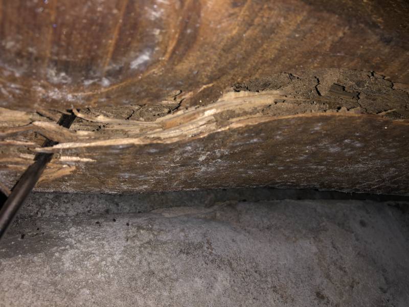 Bois attaqués par les termites Lesparre Médoc