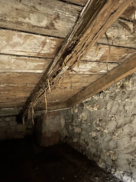 Bois d'une cave attaqué par les termites 
