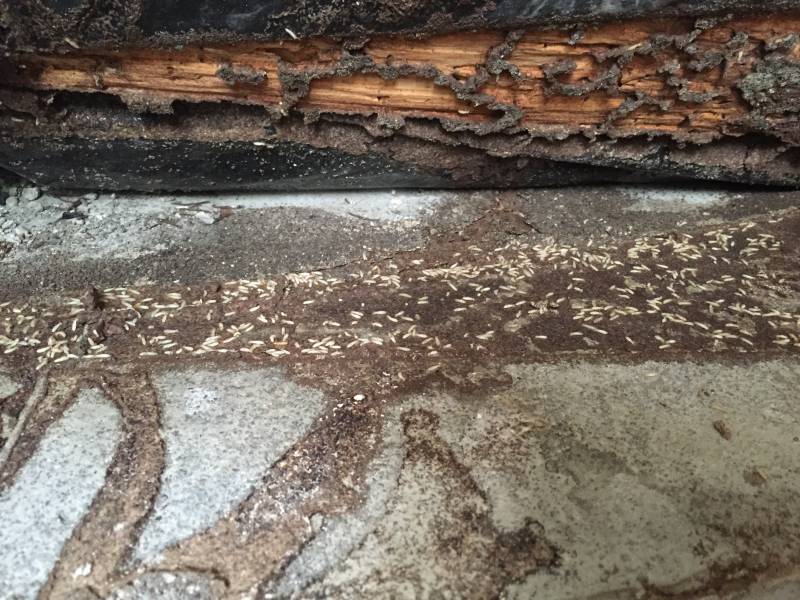 Termites vivants en activité à castelnau de médoc