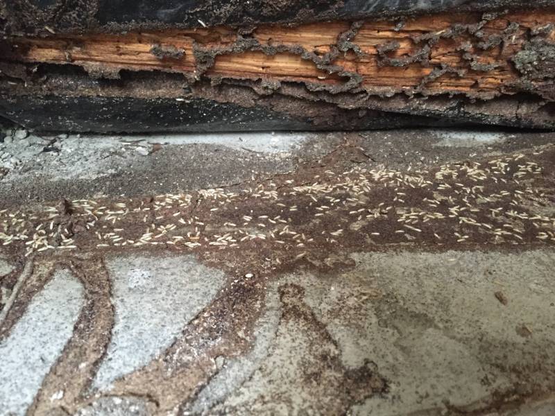 Termites vivants en activité dans une cave à PLASSAC